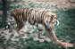 d��(d��ng)��@001.jpg