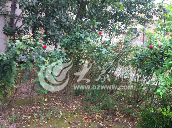 �c���g�[��һ��