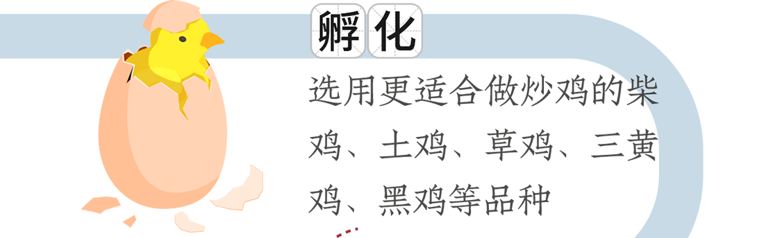 孵化。選用更適合做炒雞的柴雞、土雞、草雞、三黃雞、黑雞等品種