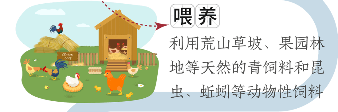 喂養。利用荒山草坡、果園林地等天然的青飼料和昆蟲、蚯蚓等動物性飼料
